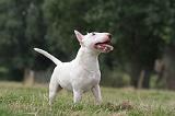 BULL TERRIER MINIATURE 116